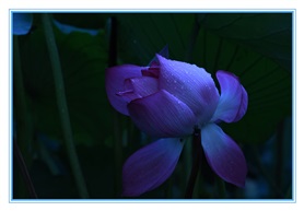 《荷塘之美》3