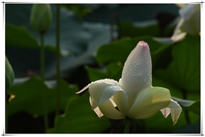 《露水荷花》2