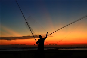 夕阳红