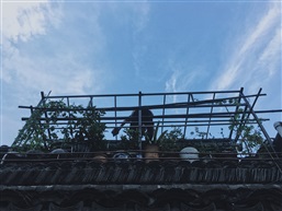 屋顶上种花的人