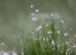 野草野花