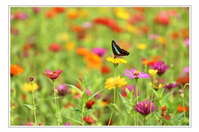 格桑花开