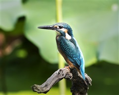 《雄姿》