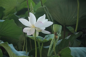 秋荷