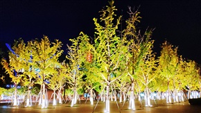 黑夜绿洲