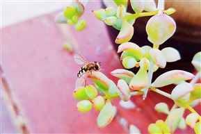蜂