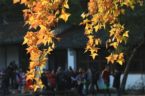 游人如织（四）