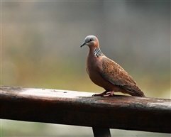 斑鸠