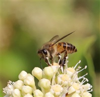 蜂王