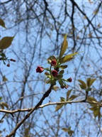 新芽
