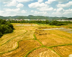 田野