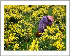 搴菊泛寒荣