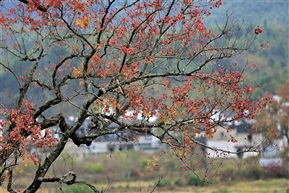 秋意2