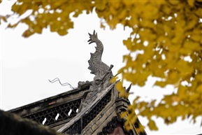 银杏出寺2