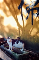 佛系大猫