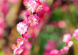 桃花坞4
