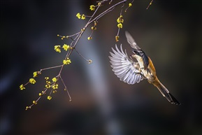 梅枝诱