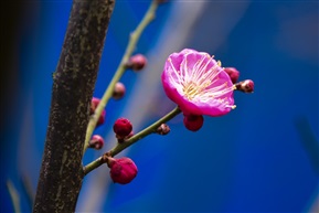一见梅2