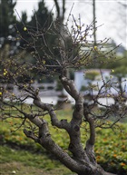 梅5-5