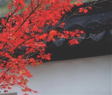 霜叶红与二月花