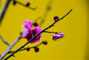 一见梅1