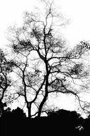 《树》4-2