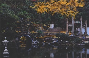 一树一景