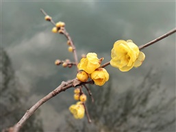 腊梅