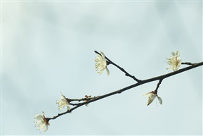 梅5-1