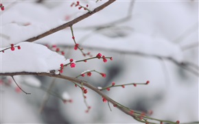 踏雪寻梅