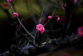 暗香