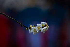 桃花视界