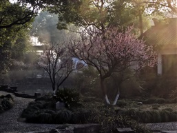 梅花-2