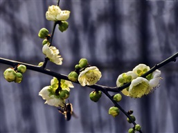 梅花-4