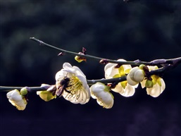 梅花-6