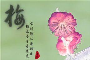 梅（4-3）