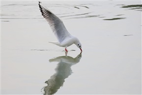 又见红嘴鸥（2）