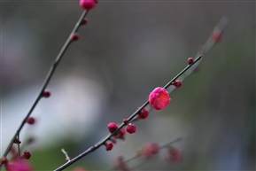 一枝梅