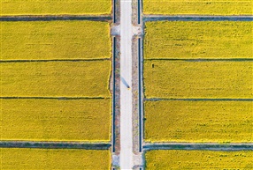 田