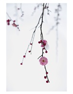 傲雪寒梅