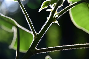 构树2