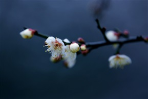 白梅