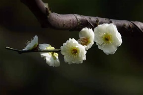 白梅