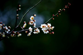 白梅