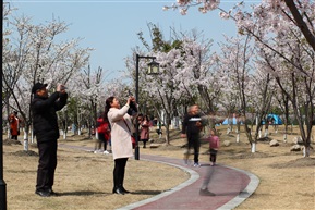 赏樱