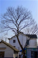 榉树4