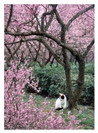 《梅猫图》