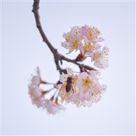 蜜·樱