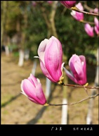 广玉兰花