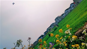 五彩花香迎风来